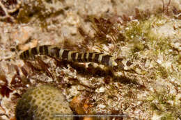 Image of Banded Pipefish