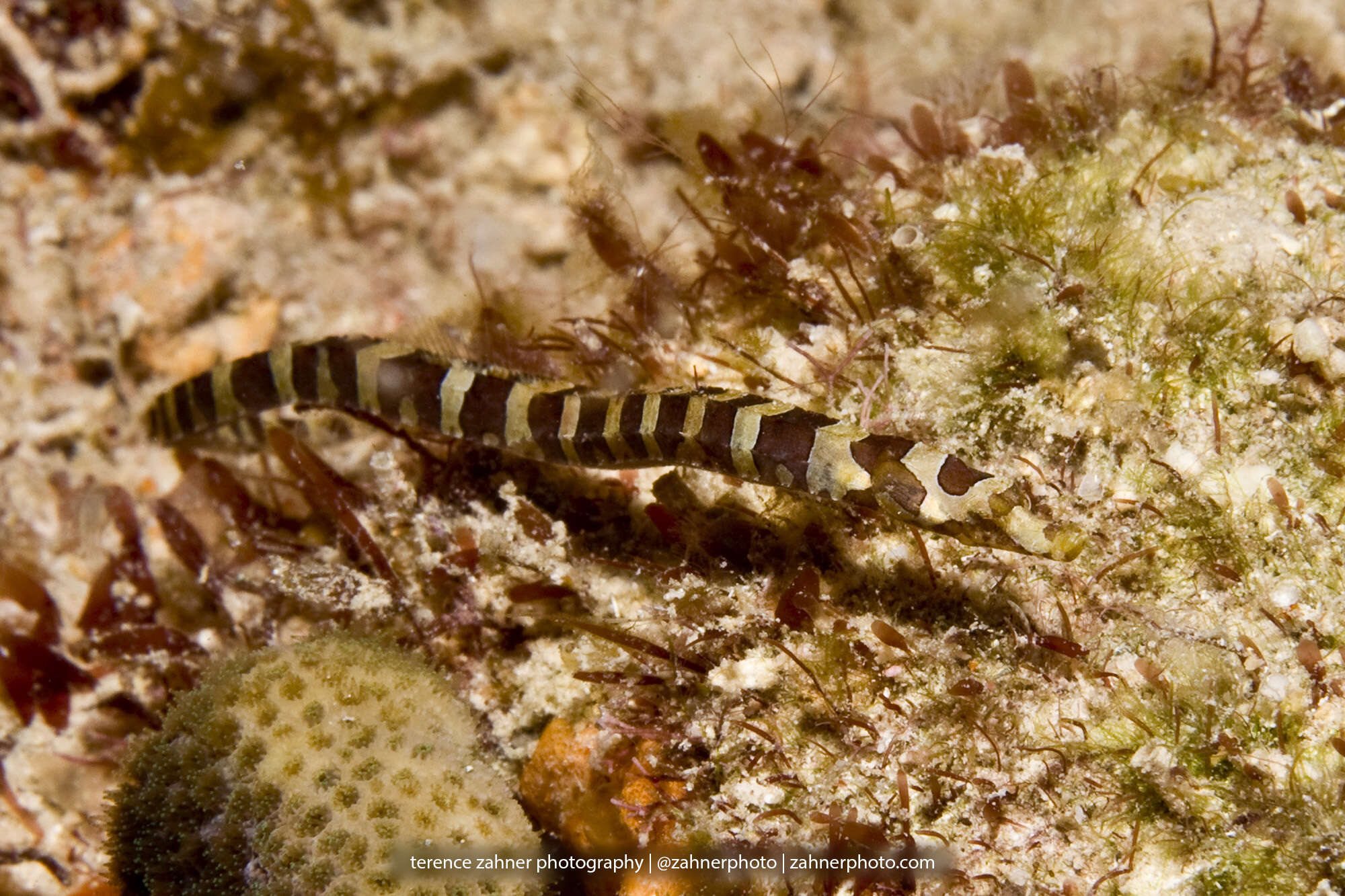 Image of Banded Pipefish