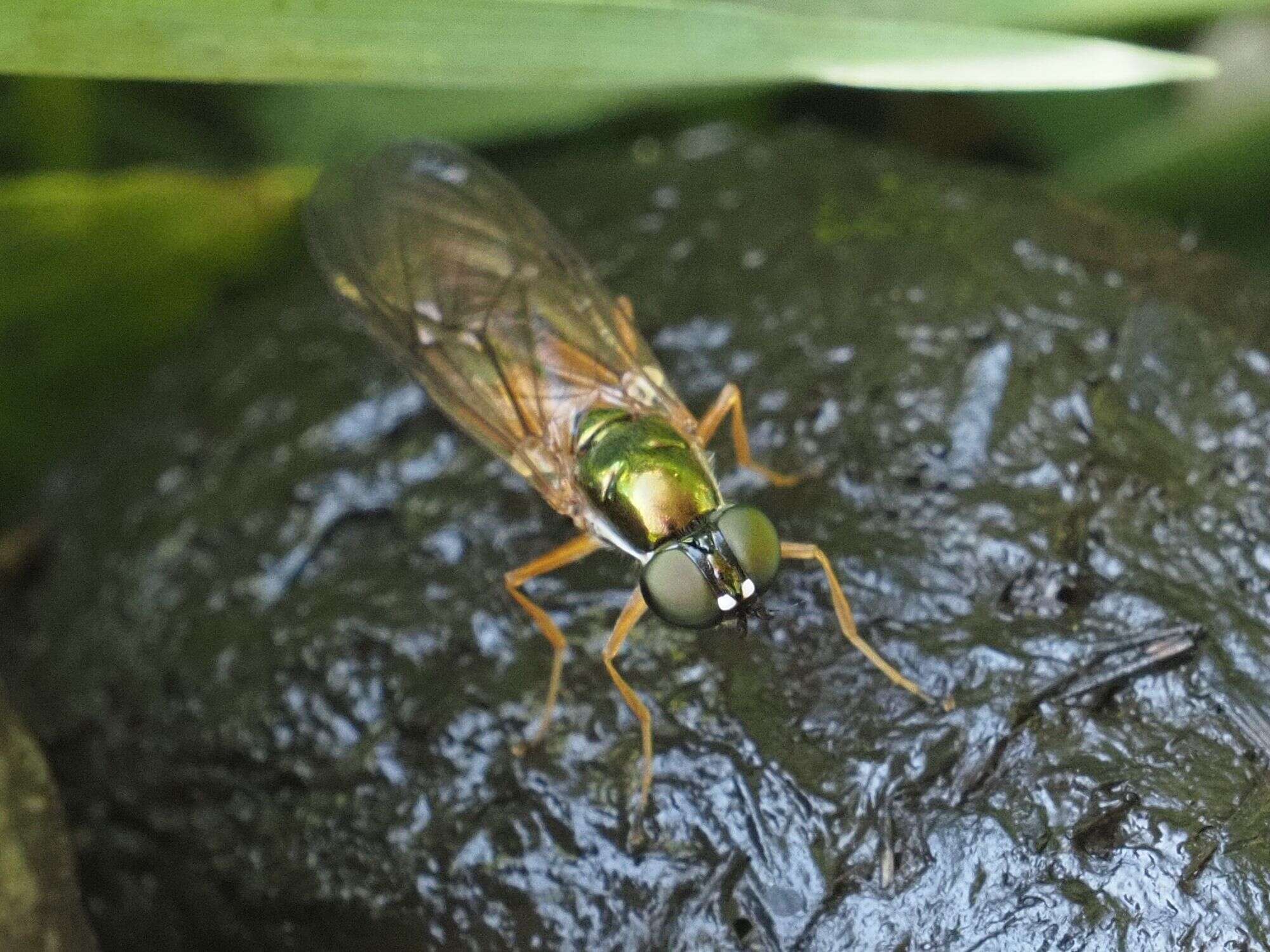 Image of Sargus bipunctatus (Scopoli 1763)