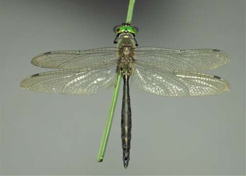 Image of Balkan Emerald