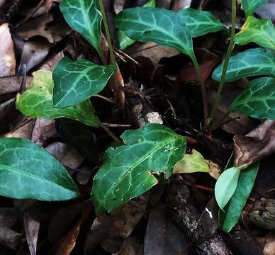 Image of Pyrola alboreticulata Hayata