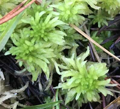 Image of Pacific sphagnum