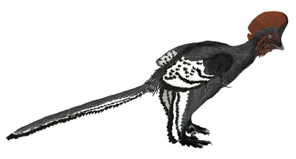 Image of Troodontidae