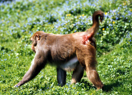 Image of Rhesus Monkey