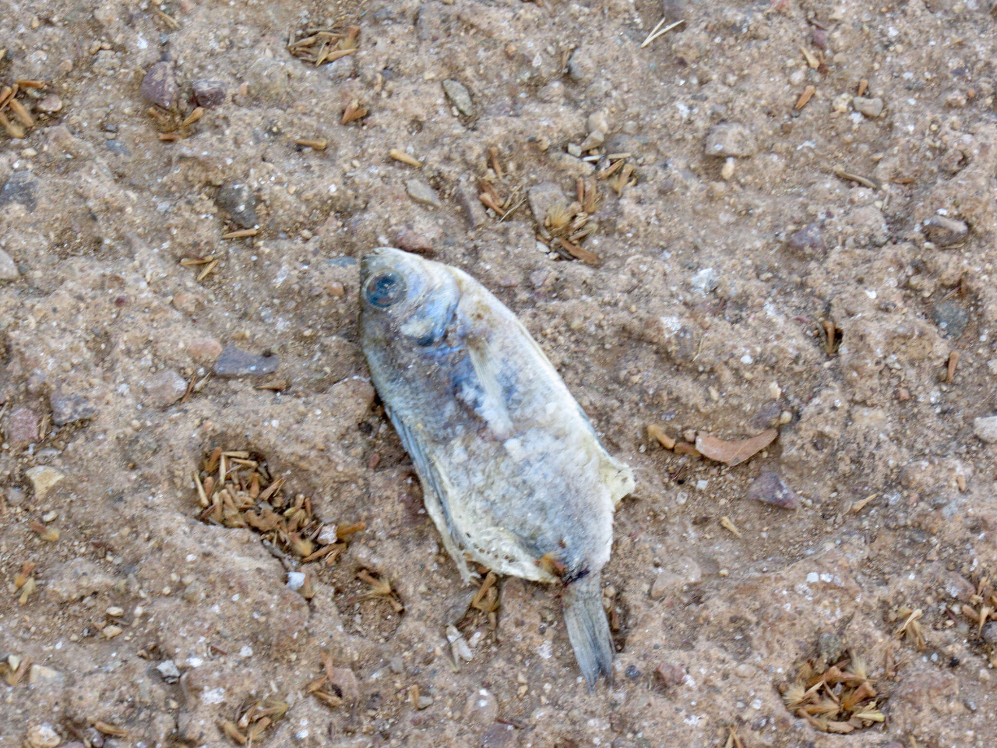 Image of Green Sunfish