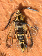 Image of Yellowlegged Clearwing Moth