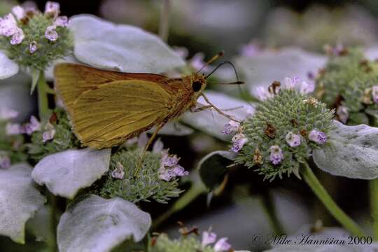 Image of Rare skipper