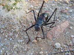 Image of Long-legged Armoured Katydid