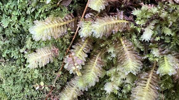 Image of Schistochila appendiculata (Hook.) Dumort. ex Trevis.