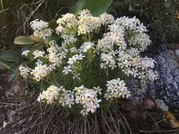 Image of Nuttall's linanthus