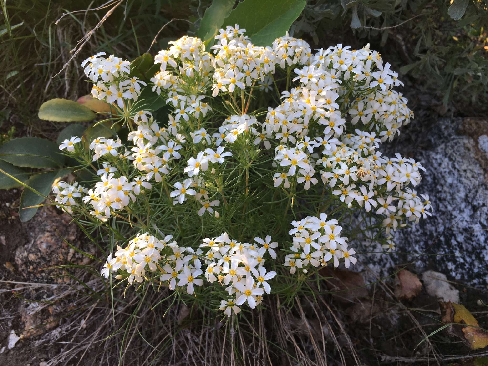 Image of Nuttall's linanthus