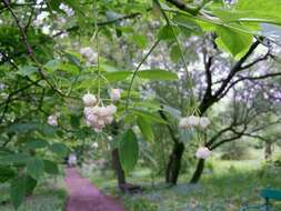 Imagem de Staphylea pinnata L.