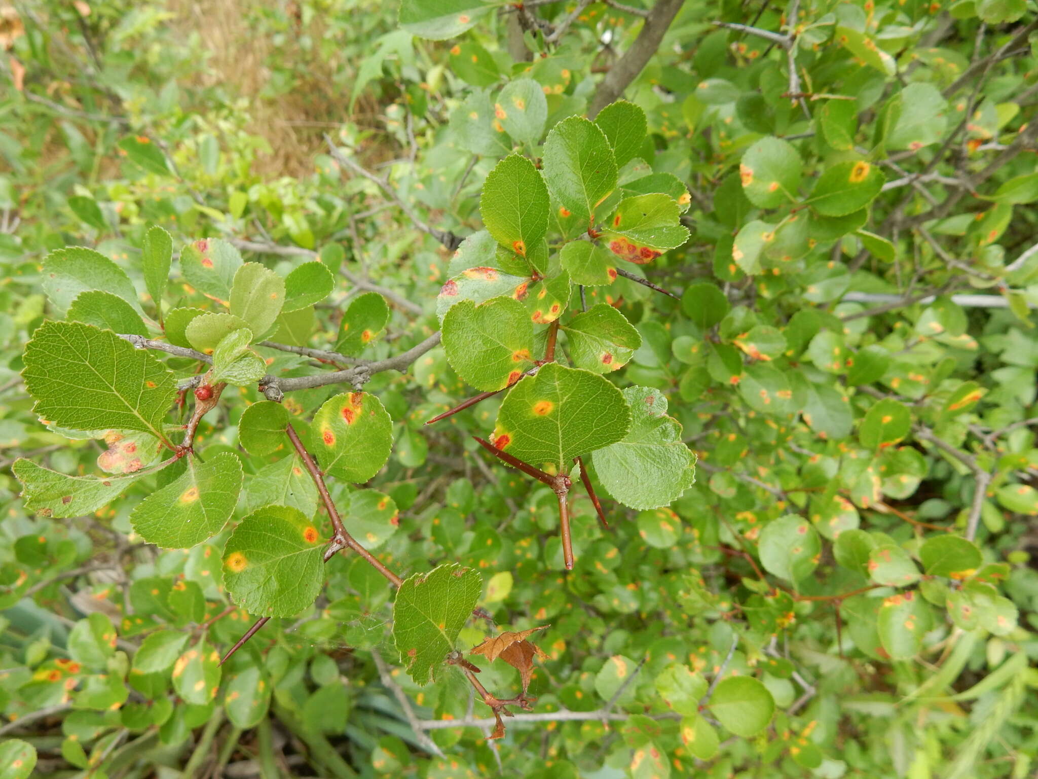 Слика од Crataegus reverchonii Sarg.