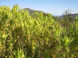 Image of Common Sunshine Conebush