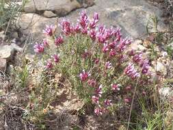 Image of Thymus moroderi Pau ex Martínez