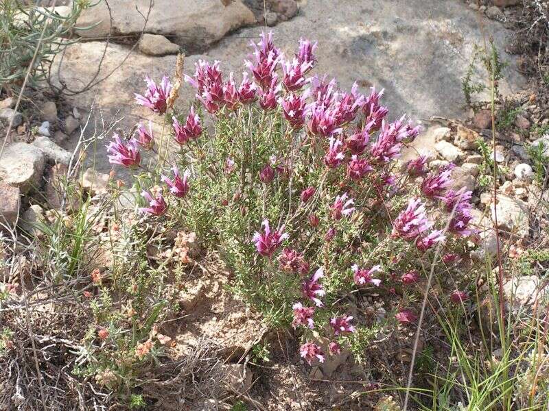 Image of Thymus moroderi Pau ex Martínez