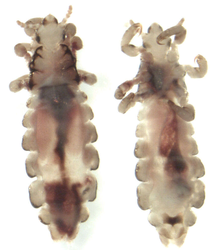 Image of sucking louse