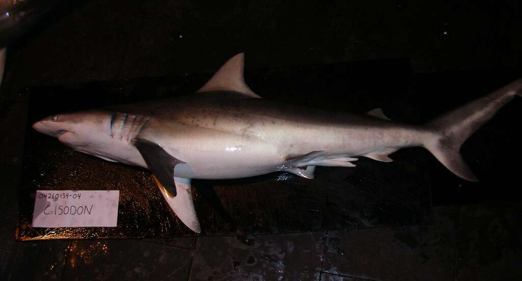 Image of Eventooth Shark