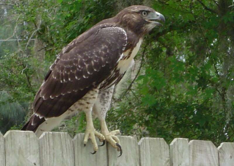 Image of Red-tailed Hawk