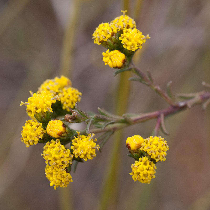 Imagem de Marasmodes polycephalus DC.