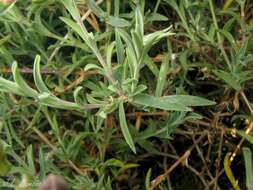 Image of Silene uniflora subsp. uniflora