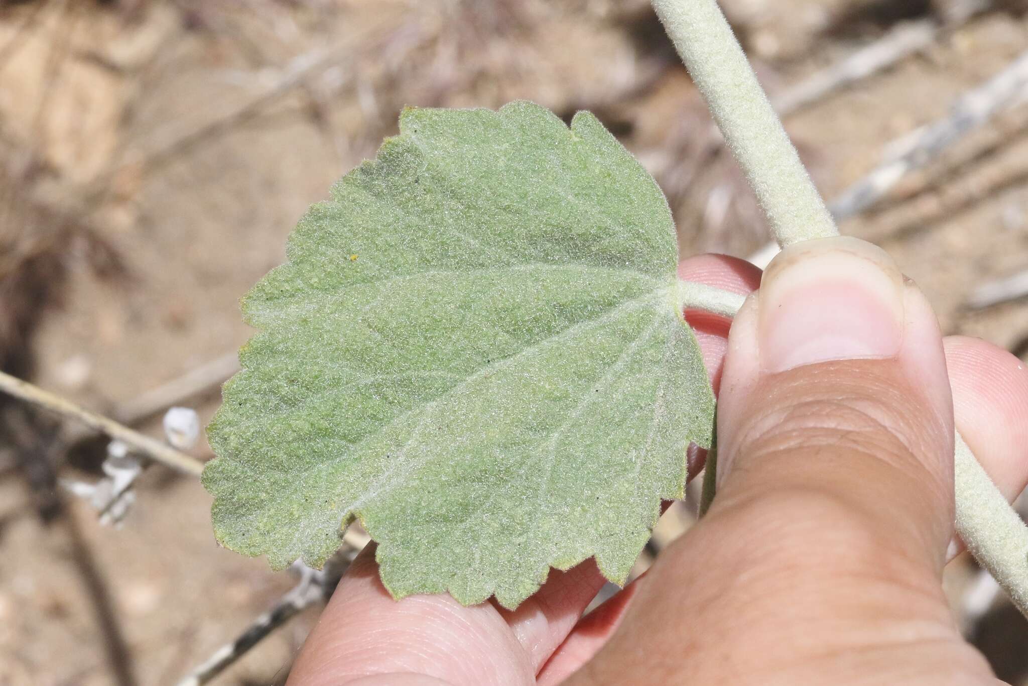 Image of San Clemente Island bushmallow