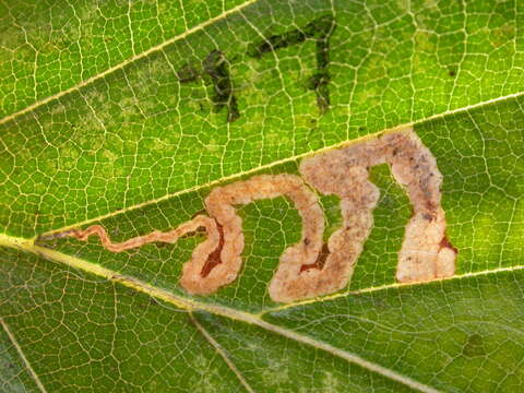 Sivun Stigmella tityrella (Stainton 1854) Hering 1957 kuva