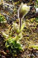 Image of Ourisia glandulosa Hook. fil.