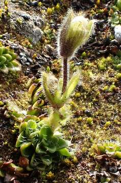 Image of Ourisia glandulosa Hook. fil.