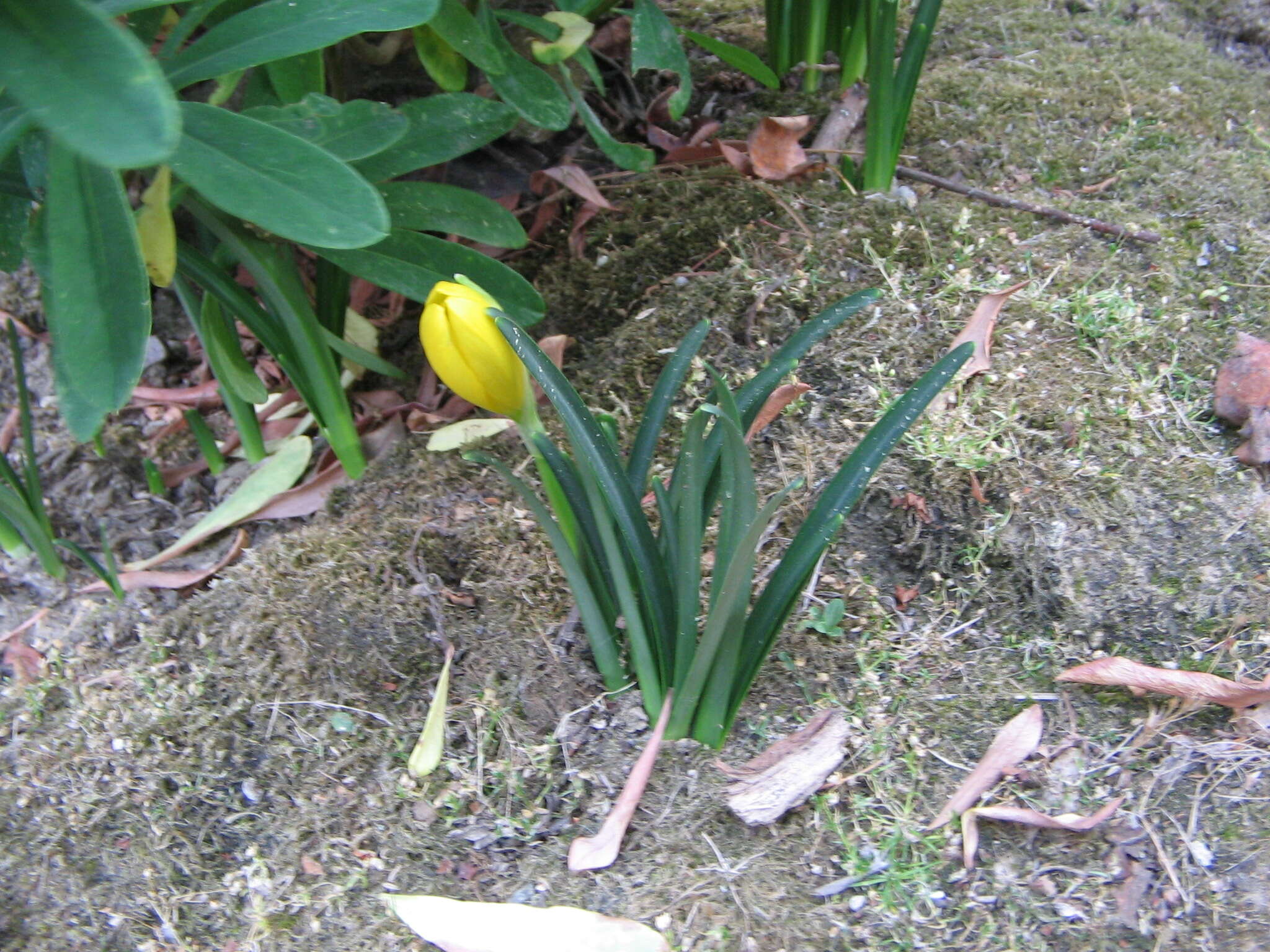 Image of winter daffodil