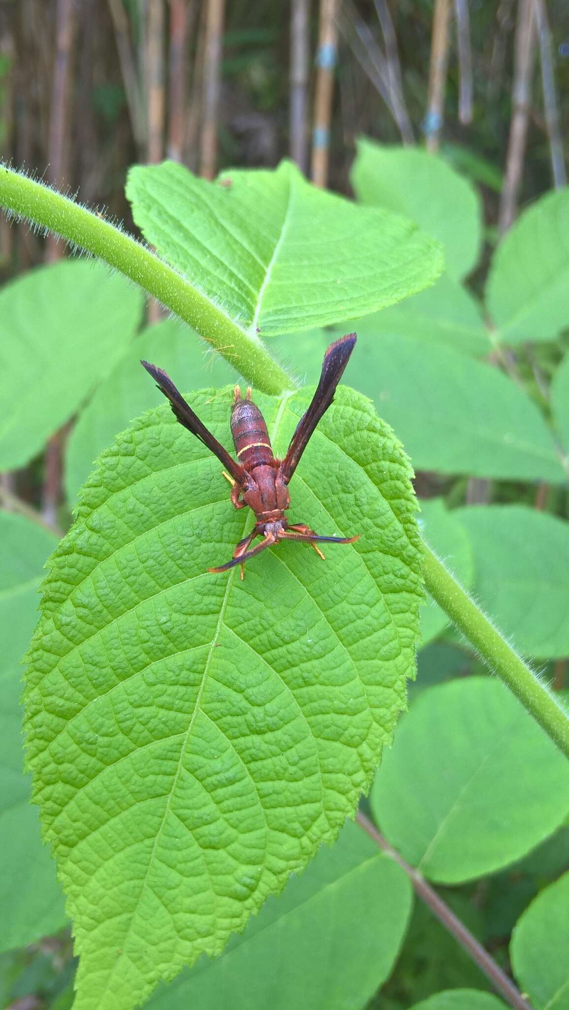 Слика од Vitacea scepsiformis (Edwards 1881)