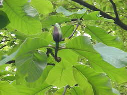 Image of Japanese Big Leaf Magnolia