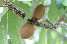 Image of mammee sapote