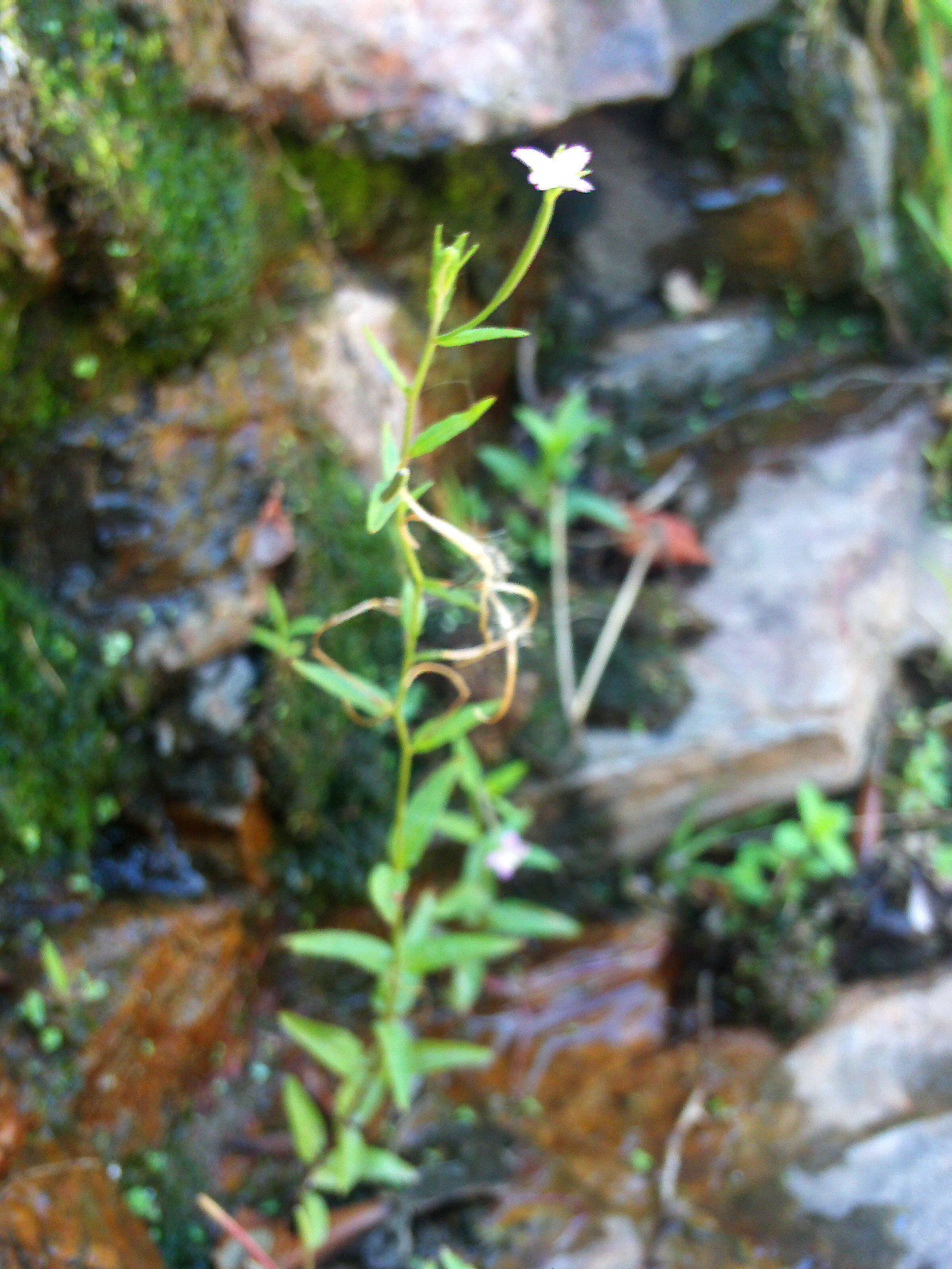 Imagem de Epilobium tetragonum L.