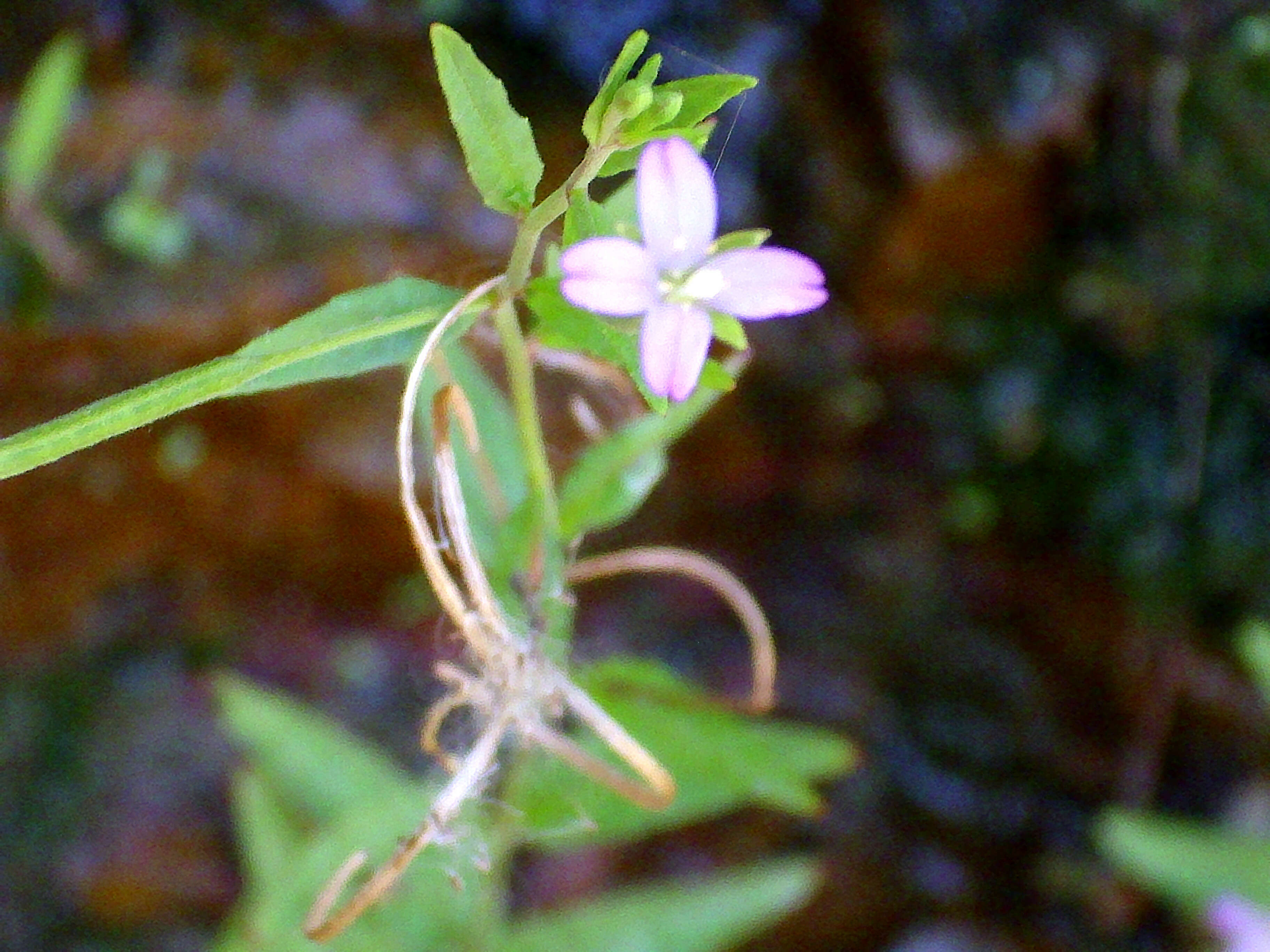 Imagem de Epilobium tetragonum L.