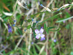 Imagem de Epilobium tetragonum L.