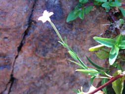 Imagem de Epilobium tetragonum L.