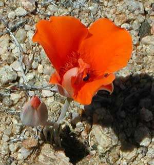 Слика од Calochortus kennedyi Porter