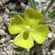 Image of Camissoniopsis pallida (Abrams) W. L. Wagner & Hoch