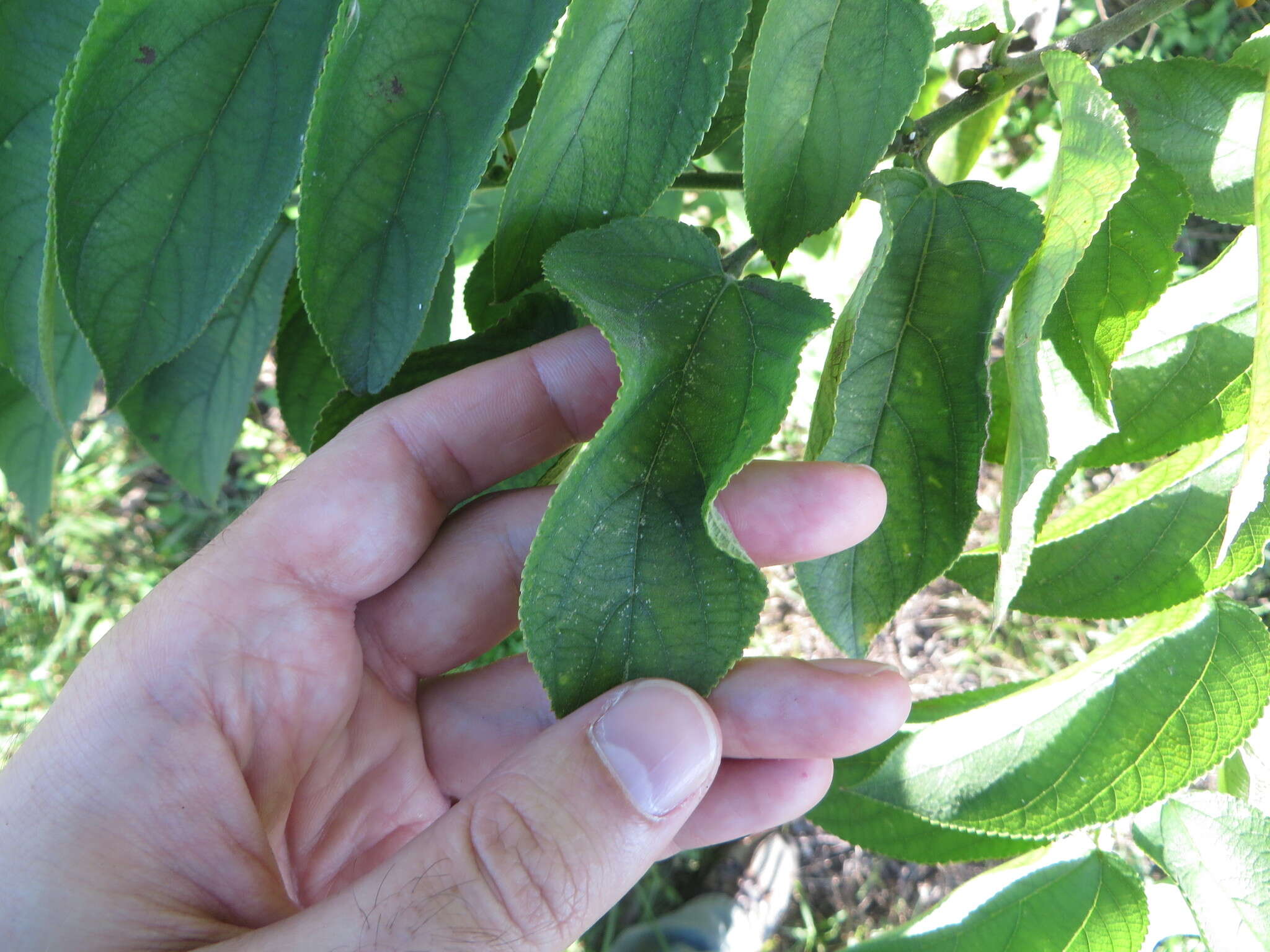 Image de Trema micrantha (L.) Bl.