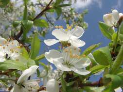 Plancia ëd Prunus cerasus L.