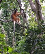 Image of Bonneted Langur