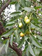 Image of hog plum