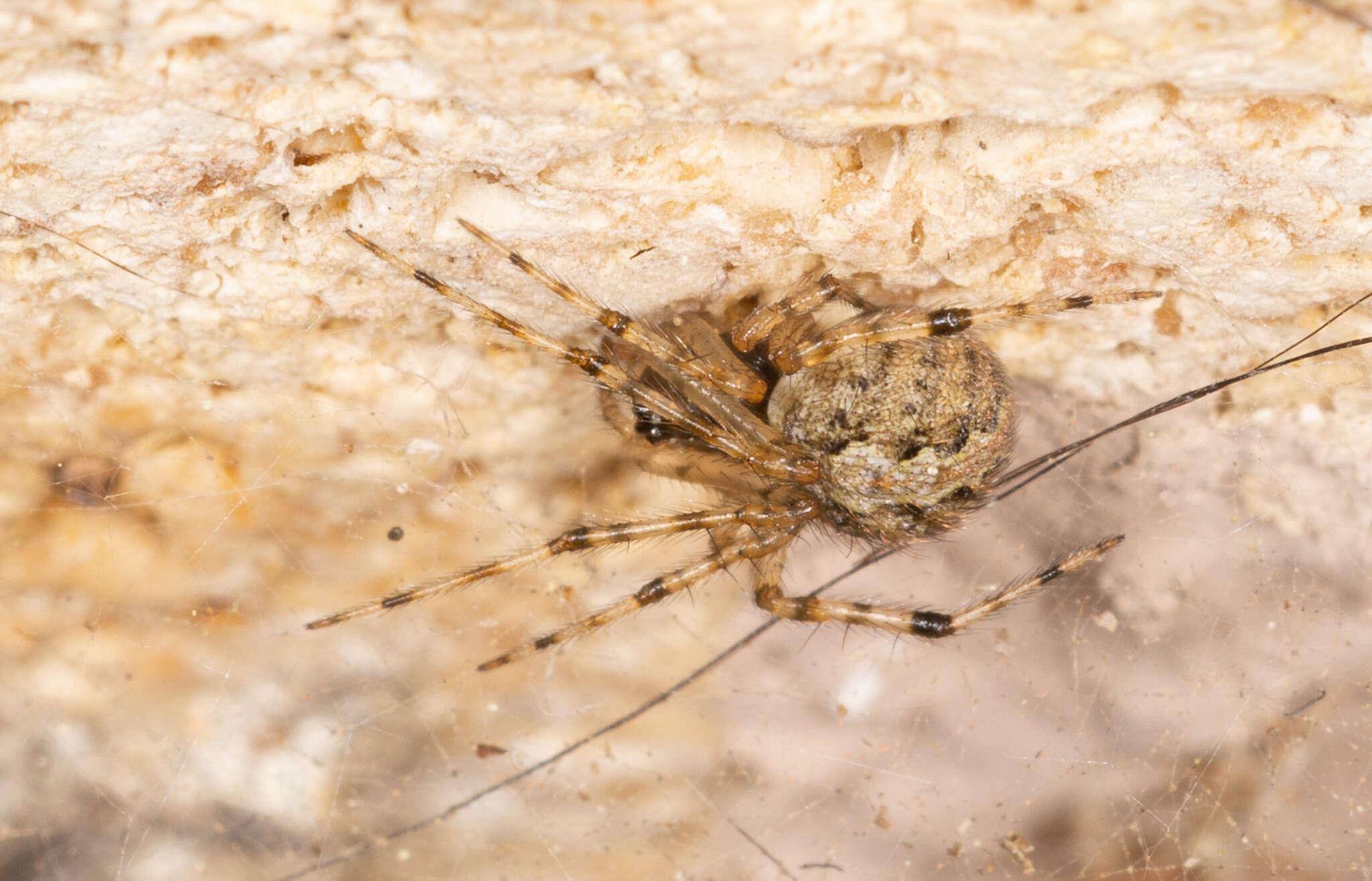 Image of Theridion melanurum Hahn 1831