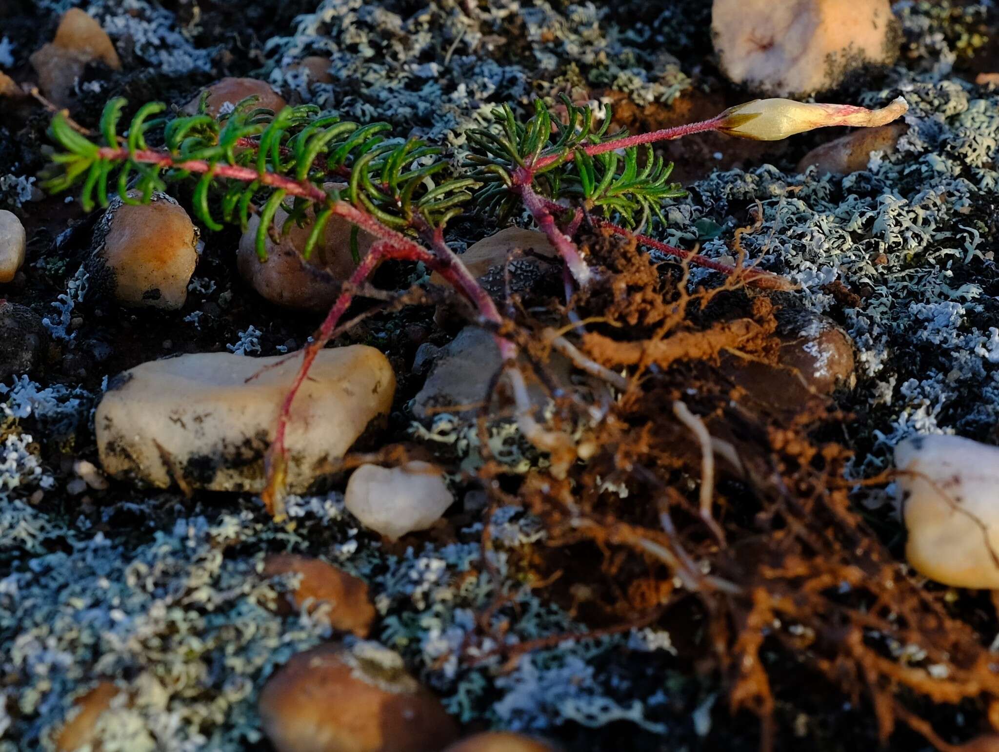 Image of Oxalis massoniana Salter