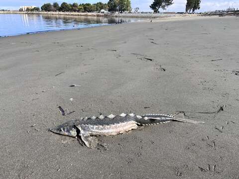 Image of Green Sturgeon