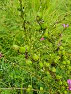 Слика од Pedicularis grandiflora Fisch.