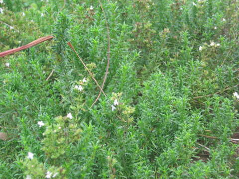 Image of perennial savory