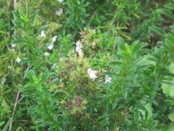 Image of perennial savory