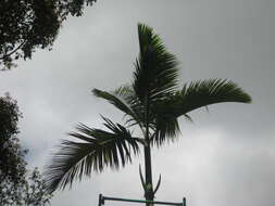 Image of Loneliest palm